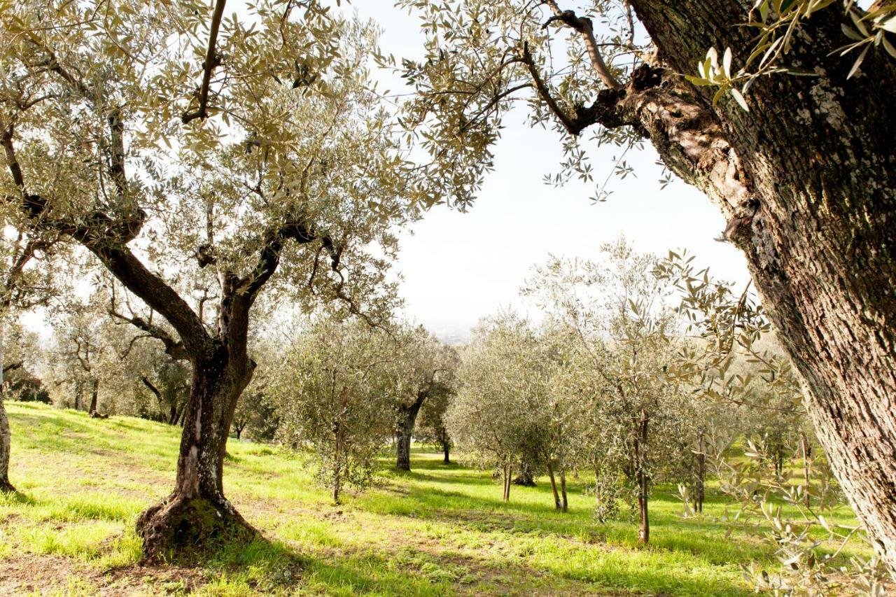 למפורקיו Agriturismo Podere Rondinaio מראה חיצוני תמונה